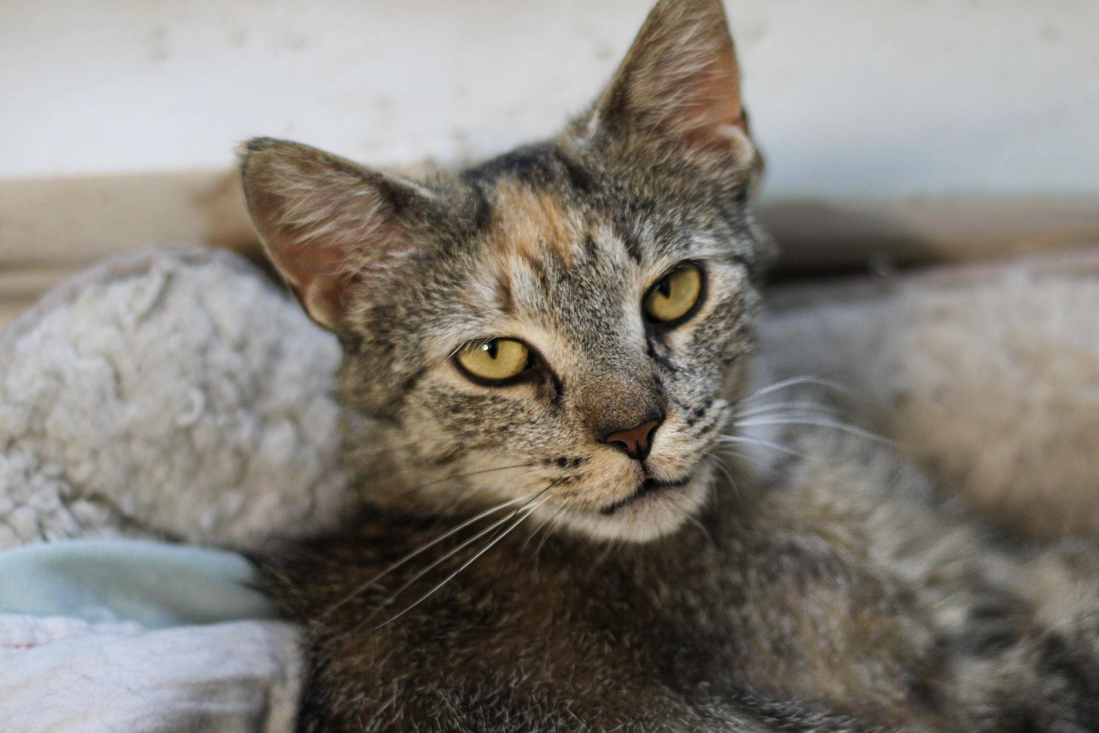Juniper, a Adoptable mixed breed in Liverpool, NY image 2/2