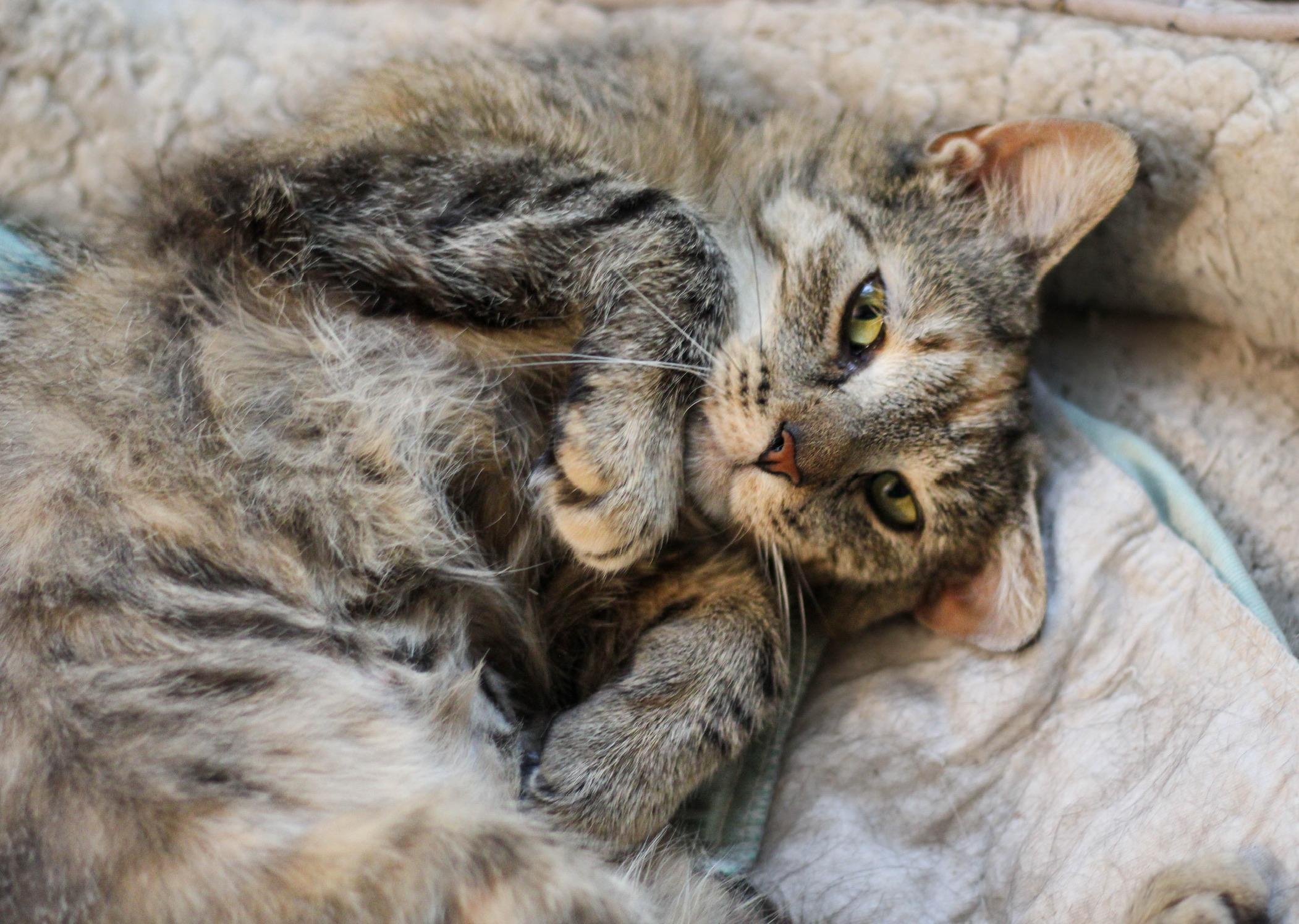Juniper, a Adoptable mixed breed in Liverpool, NY image 1/2