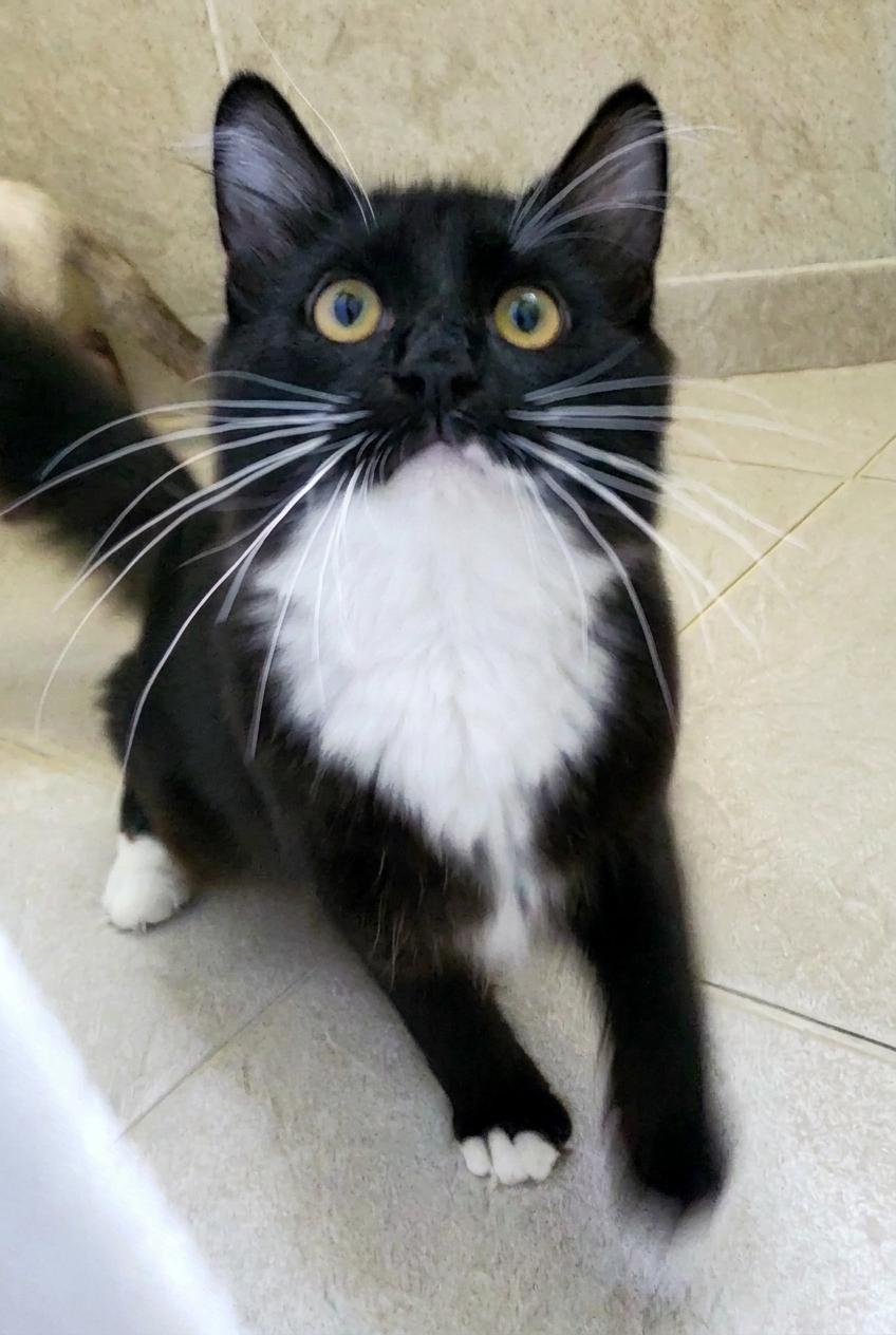 Enlarge Marcello, a Adoptable mixed breed in Davis, CA image 2/3