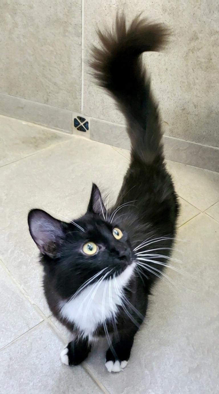 Enlarge Marcello, a Adoptable mixed breed in Davis, CA image 3/3
