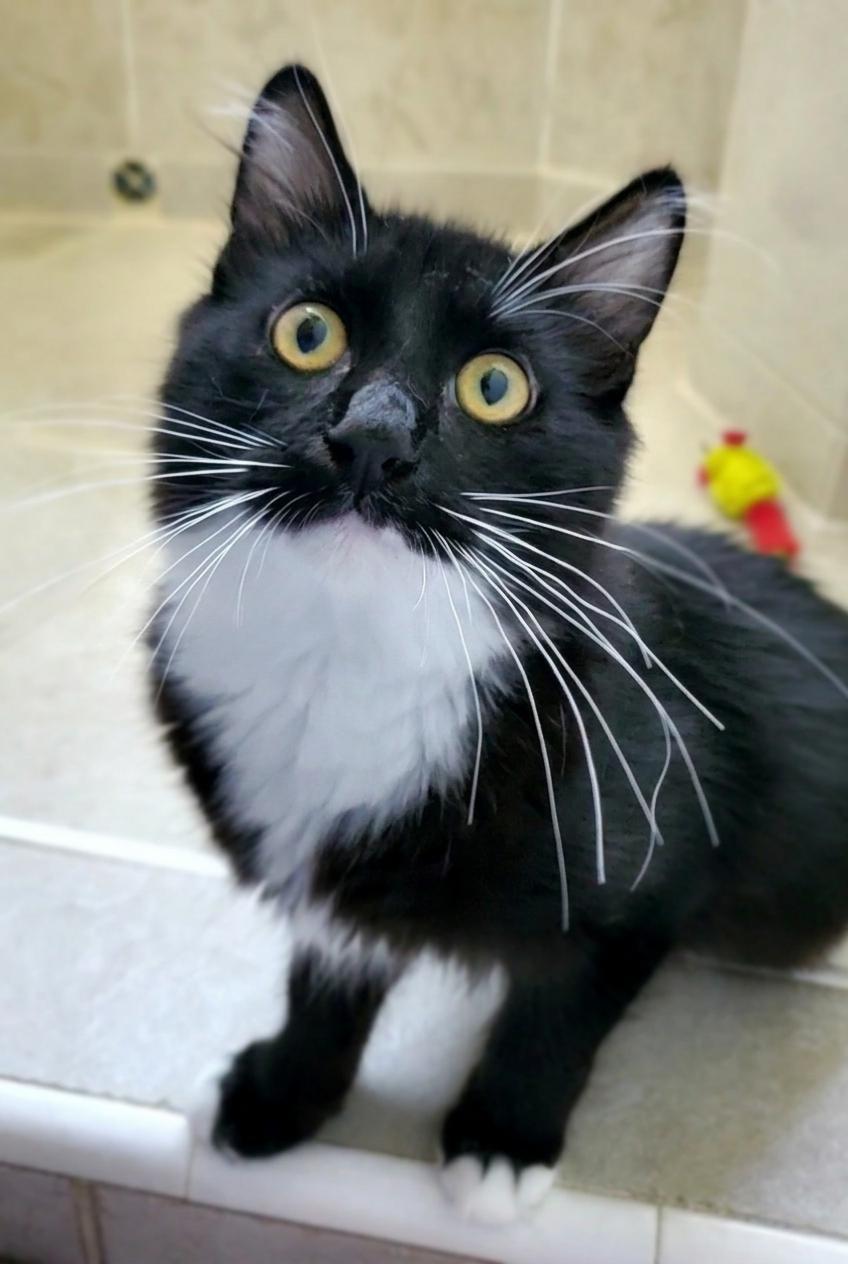 Marcello, Adoptable, Kitten Male Ragamuffin.