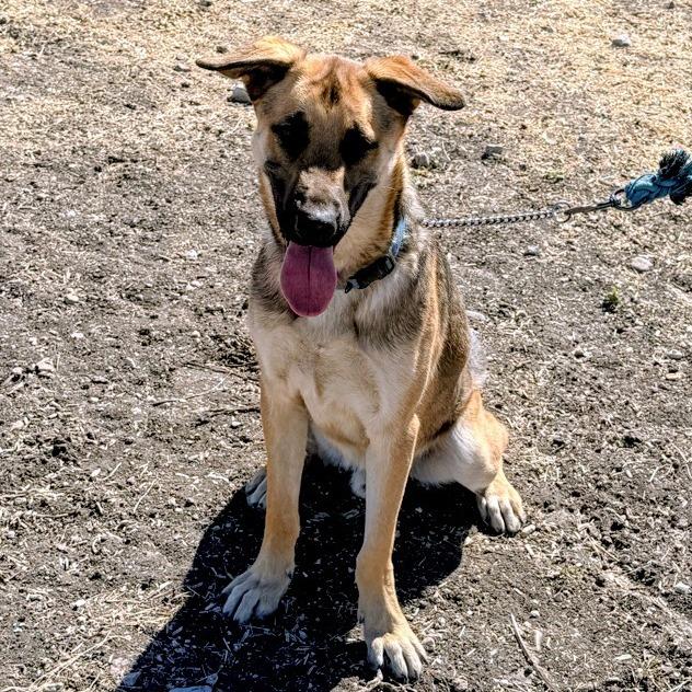 Otto CI — thumbnail 2