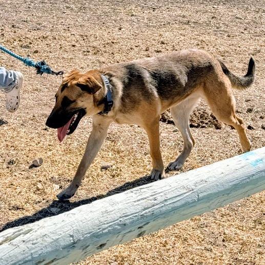 Otto CI — thumbnail 4