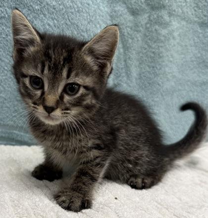 Mopsy, Adoptable, Kitten Male Domestic Short Hair & Domestic Short Hair.