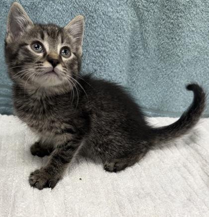 Mopsy, a Adoptable mixed breed in Wilkesboro, NC image 2/3