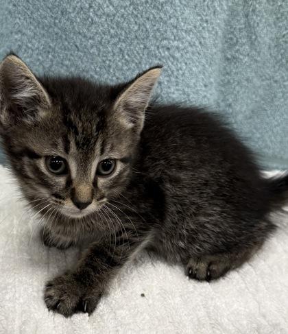 Mopsy, a Adoptable mixed breed in Wilkesboro, NC image 3/3