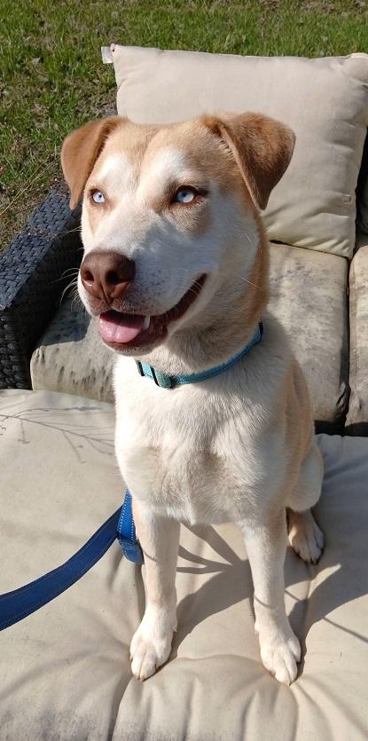 Enlarge STARSKY, an adoptable mixed breed in Pegram, TN image 2/5