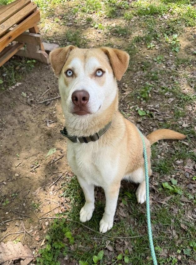 STARSKY, adoptable, Young Male Husky.