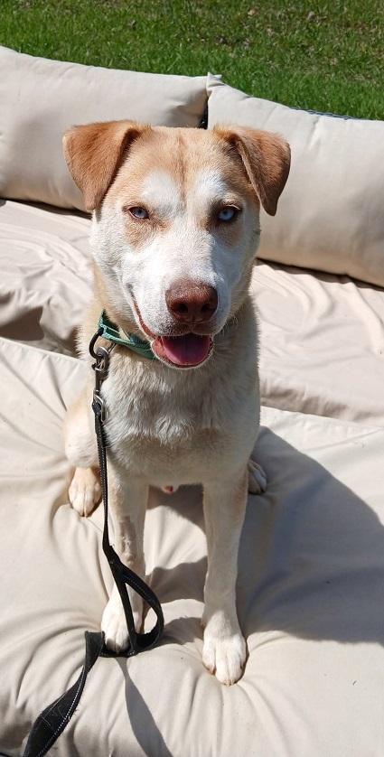 Enlarge STARSKY, an adoptable mixed breed in Pegram, TN image 5/5