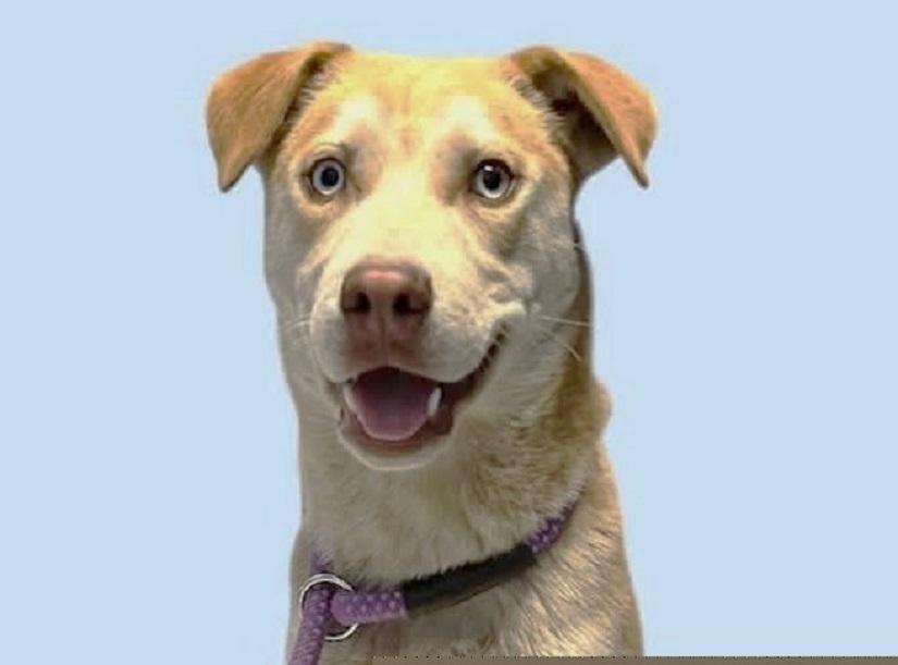 STARSKY, adoptable, Young Male Husky.