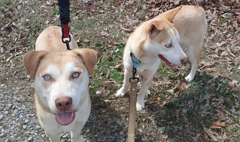 Enlarge STARSKY, an adoptable mixed breed in Pegram, TN image 4/5