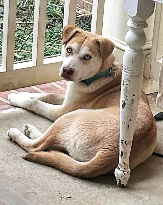 Enlarge STARSKY, an adoptable mixed breed in Pegram, TN image 3/5