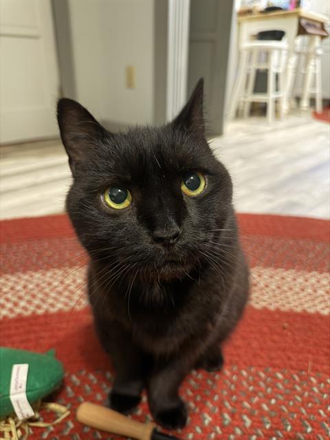 Enlarge BOO, a Adoptable Domestic Short Hair in Centerville, MA image 1/1