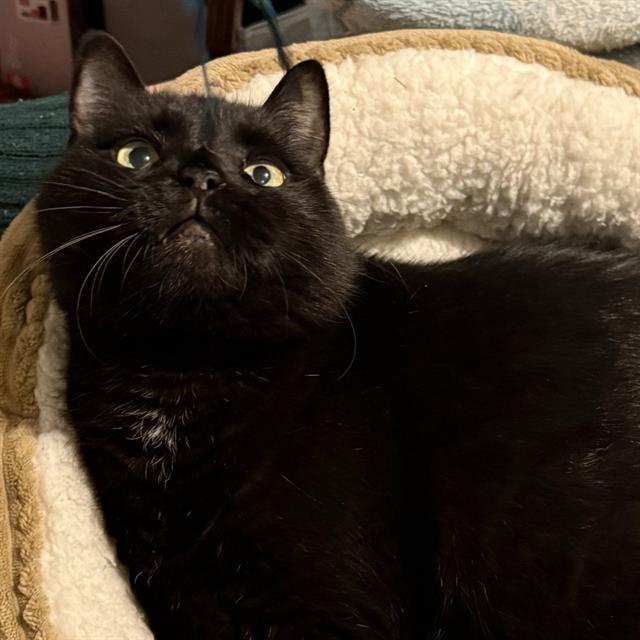 BOO, Adoptable, Senior Male Domestic Short Hair.