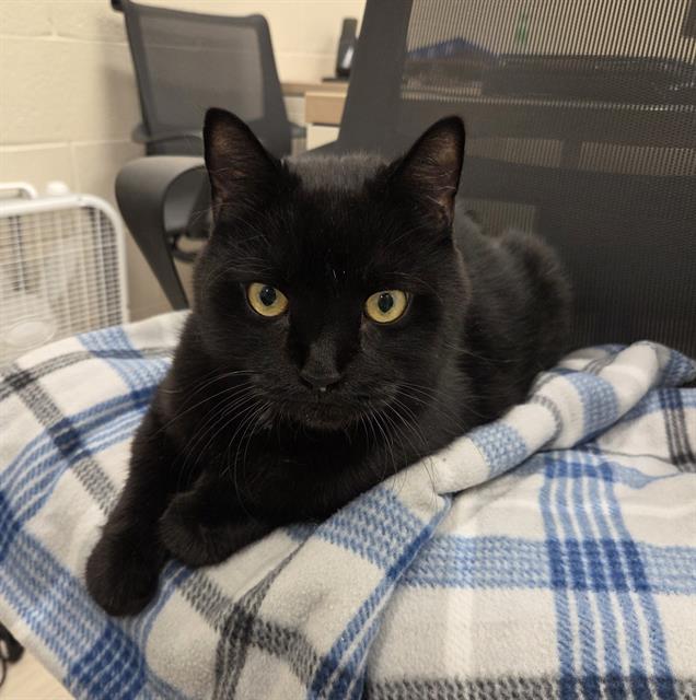 Enlarge BOO, a Adoptable Domestic Short Hair in Centerville, MA image 1/1