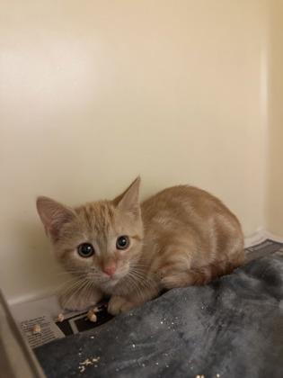 Ghost pepper, Adoptable, Young Female Domestic Short Hair & Domestic Short Hair.