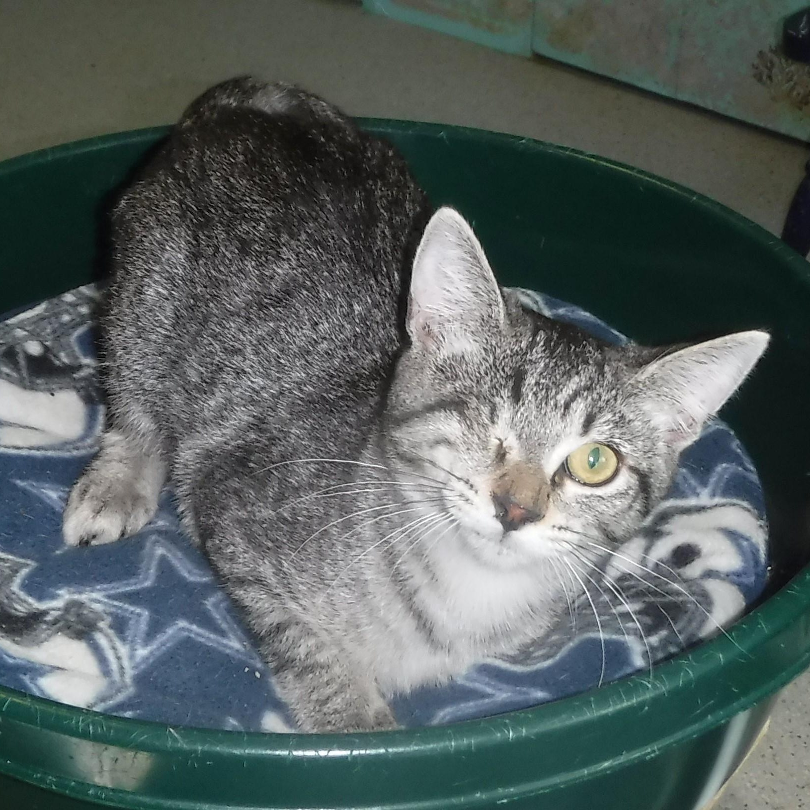 Holly - Sweet One-Eyed Gal, a Adoptable mixed breed in Hoquiam, WA image 2/6