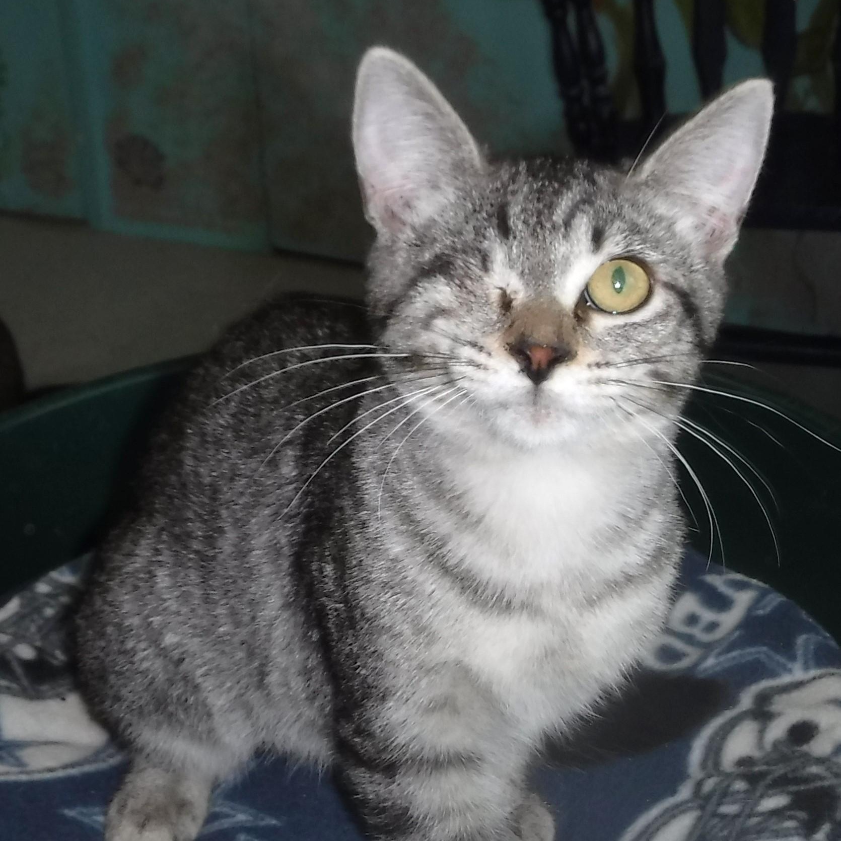 Holly - Sweet One-Eyed Gal, a Adoptable mixed breed in Hoquiam, WA image 6/6