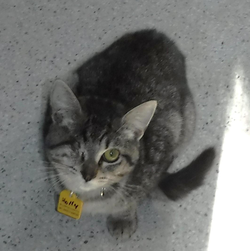 Holly - Sweet One-Eyed Gal, a Adoptable mixed breed in Hoquiam, WA image 4/6