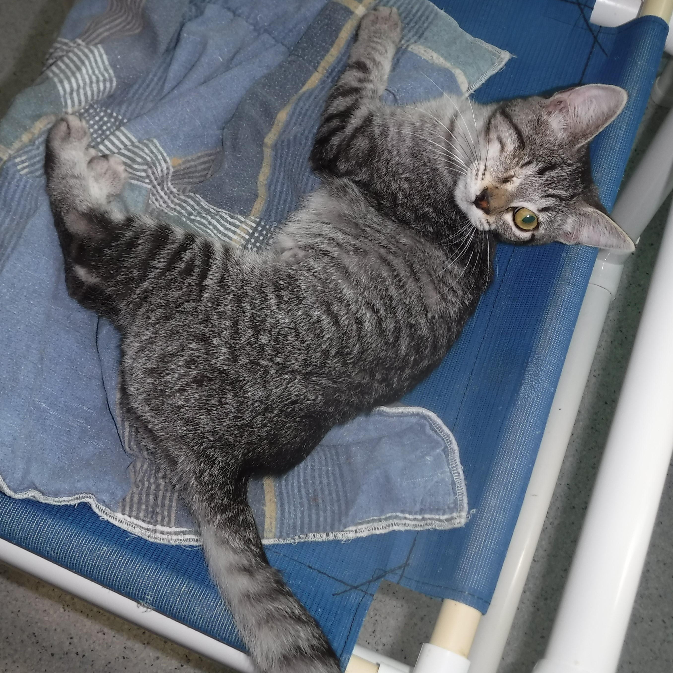 Holly - Sweet One-Eyed Gal, a Adoptable mixed breed in Hoquiam, WA image 5/6