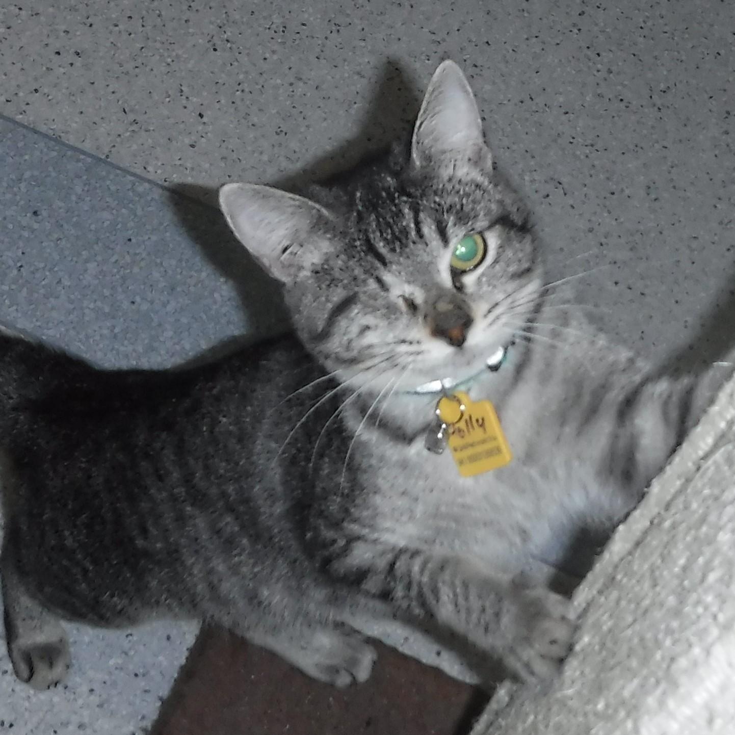 Holly - Sweet One-Eyed Gal, Adoptable, Kitten Female Tabby.