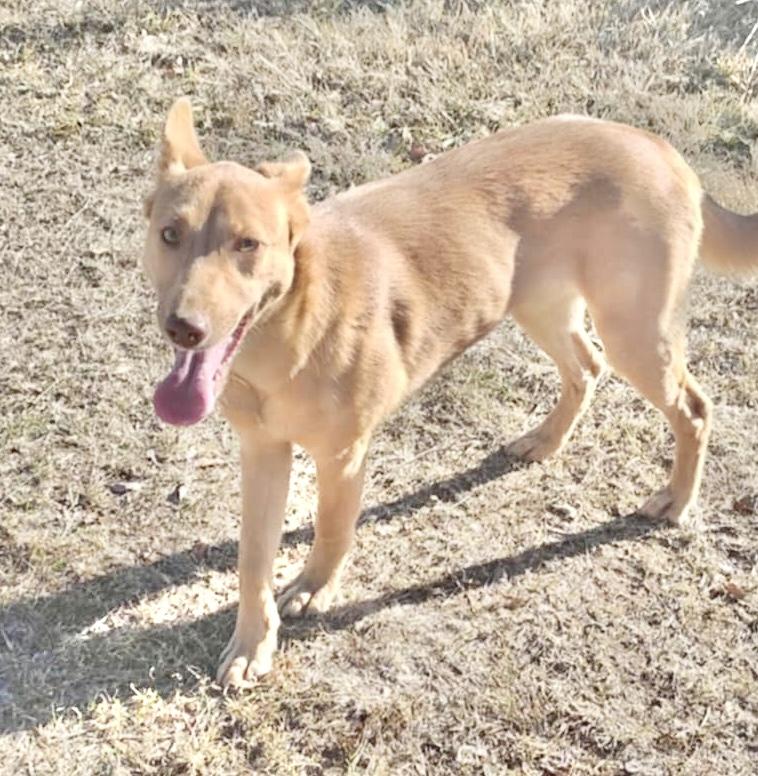 Sheila, a Adoptable mixed breed in Latham, NY image 5/6