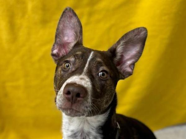 Annie, Adoptable, Puppy Female Australian Cattle Dog / Blue Heeler & Mixed Breed.