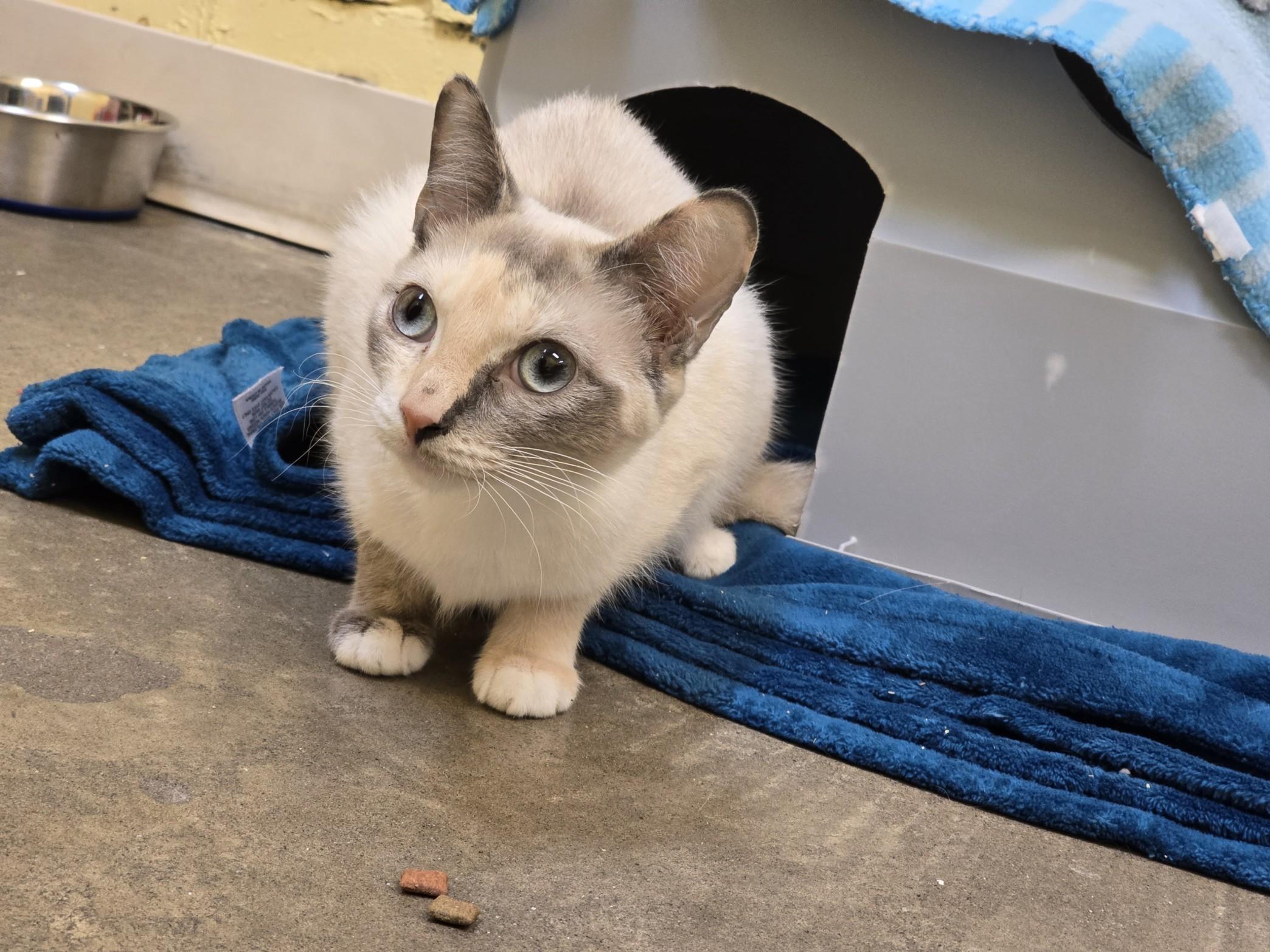 Ooski, Adoptable, Adult Female Domestic Short Hair.