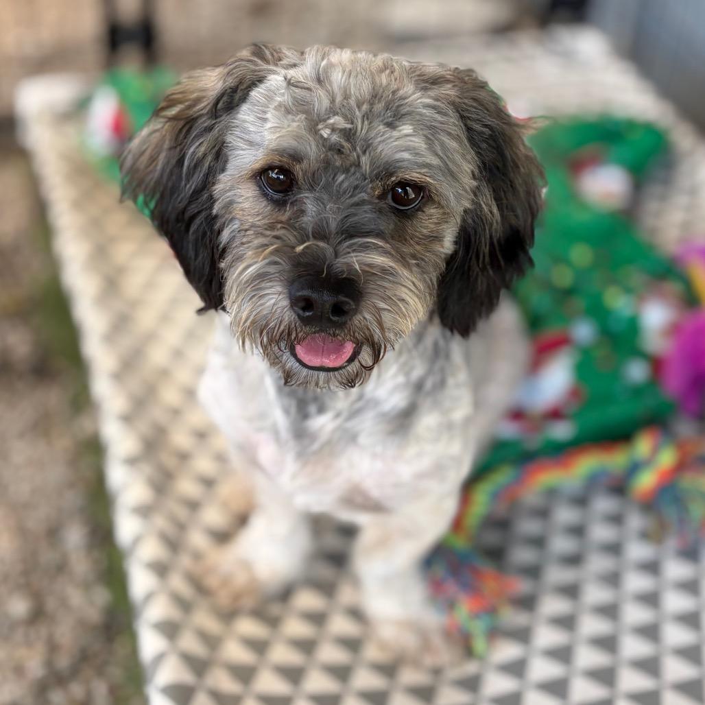 Smokey Bear, Adoptable, Adult Male Havanese.