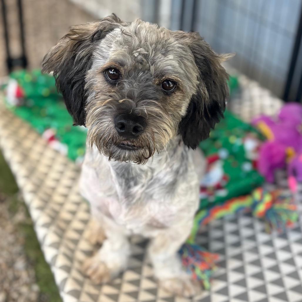 Enlarge Smokey Bear, a Adoptable Havanese in San Pablo, CA image 2/2