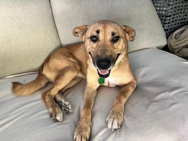 Dana, Adoptable, Young Female Mixed Breed.