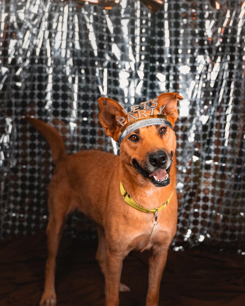 Enlarge Dana, a Adoptable mixed breed in San Diego, CA image 2/6