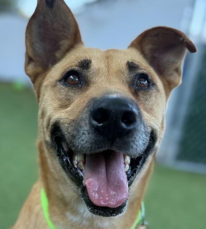 Enlarge Dana, a Adoptable mixed breed in San Diego, CA image 3/6