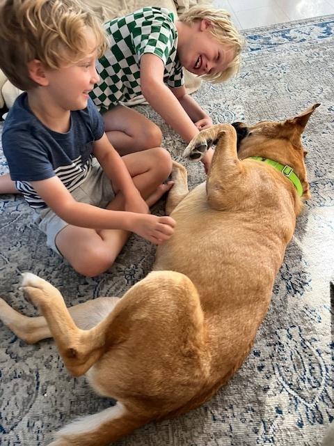 Enlarge Dana, a Adoptable mixed breed in San Diego, CA image 5/6