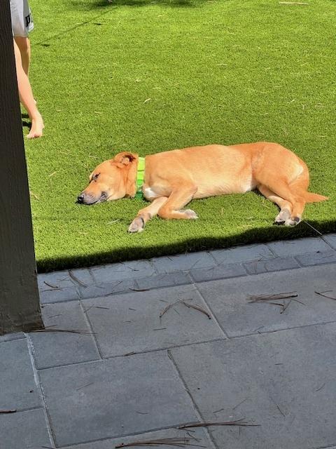 Enlarge Dana, a Adoptable mixed breed in San Diego, CA image 6/6