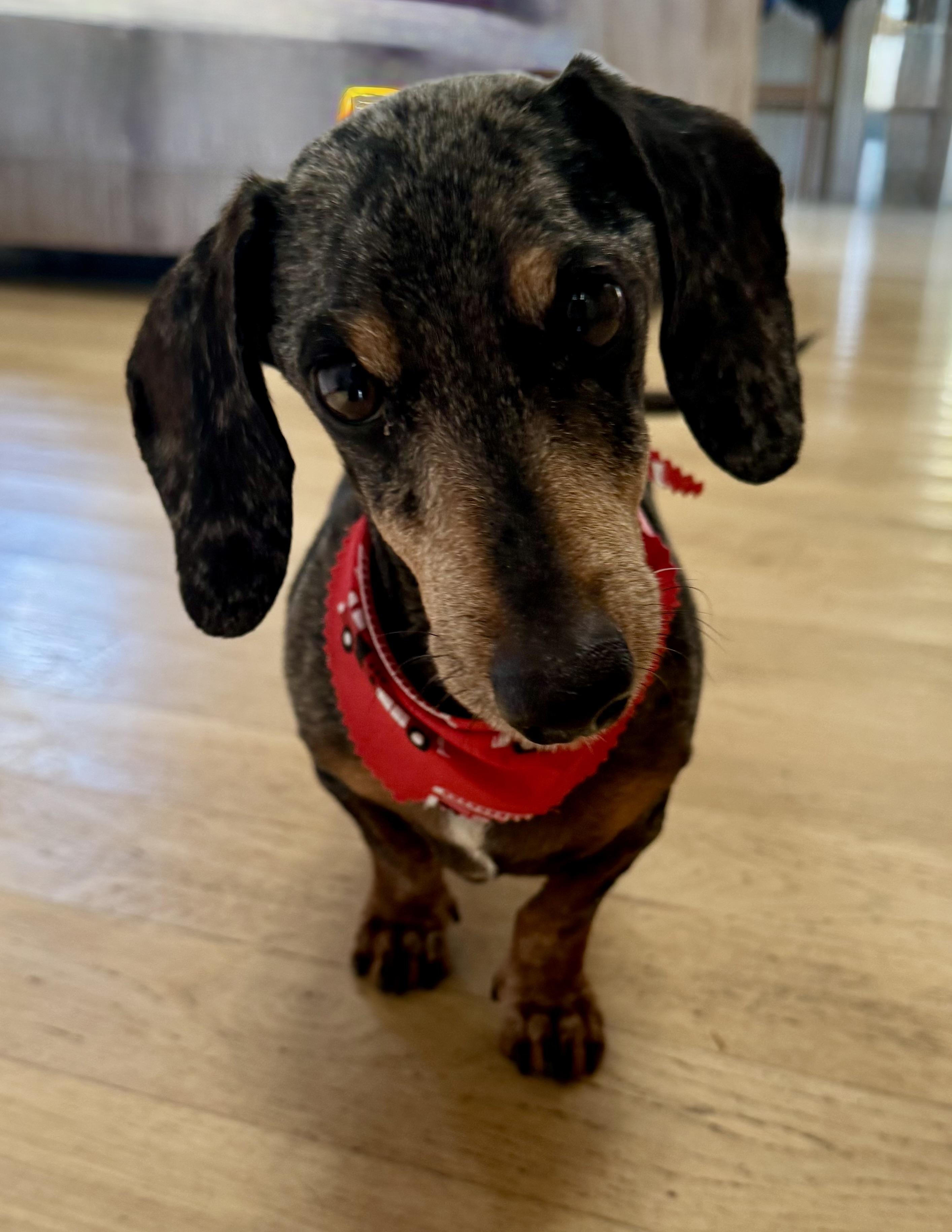 Cowboy, Adoptable, Adult Male Dachshund.