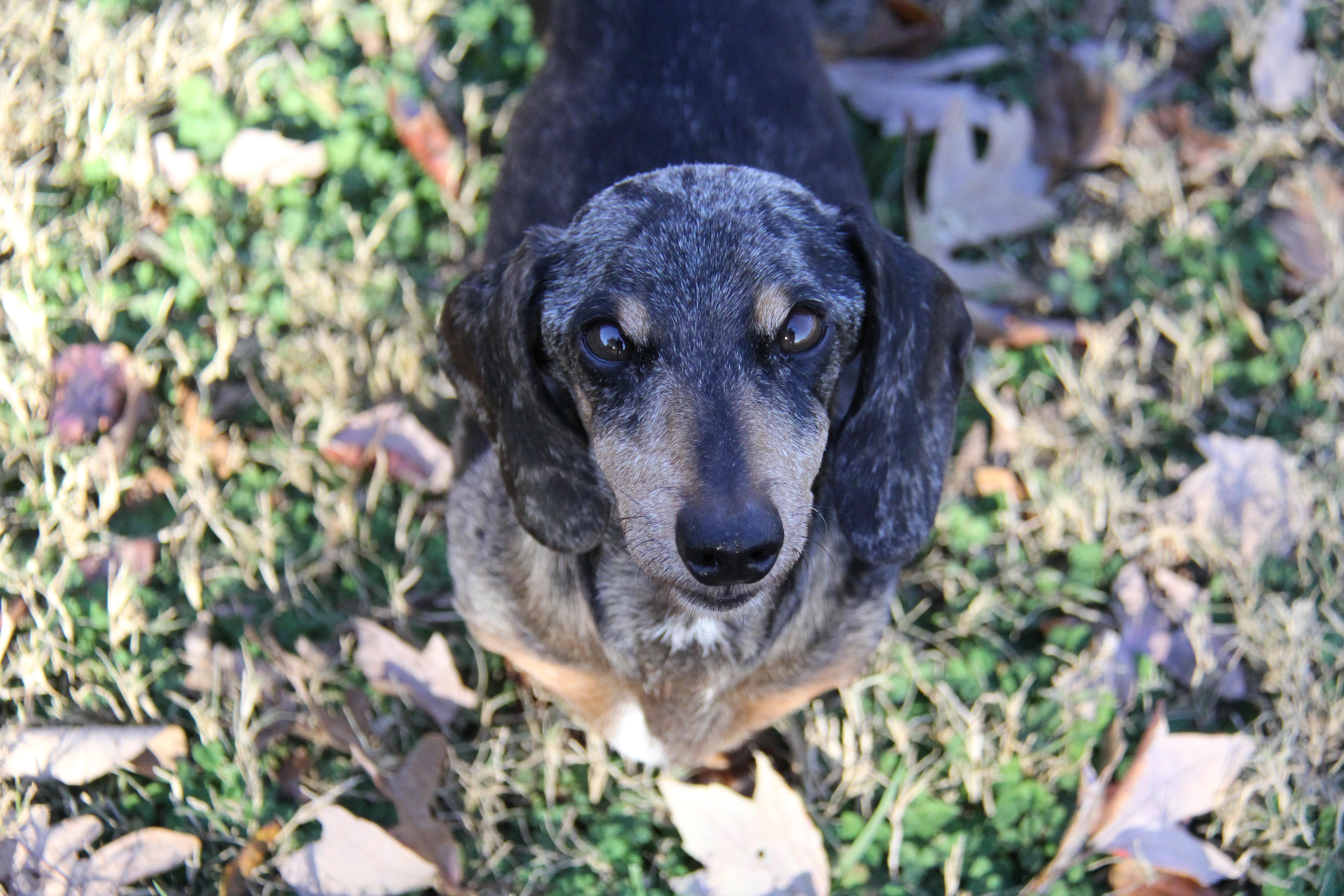 Enlarge Cowboy, an adopted Dachshund in Monroe, NC image 3/3