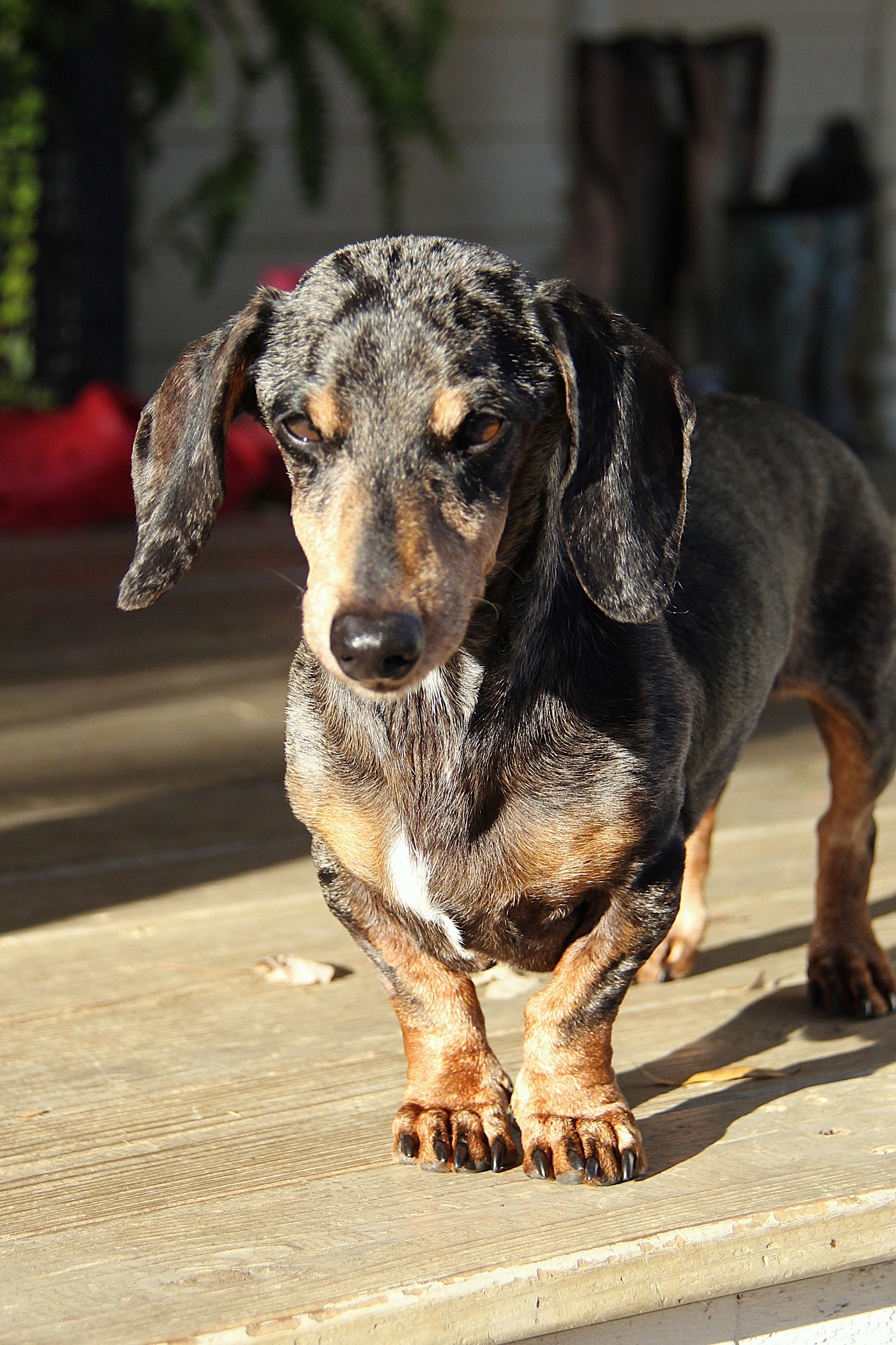 Enlarge Cowboy, an adopted Dachshund in Monroe, NC image 2/3