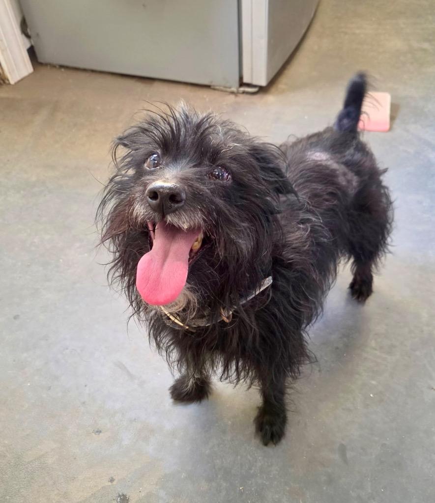 Enlarge Ghost, a Adoptable Affenpinscher in Hampton, VA image 1/1