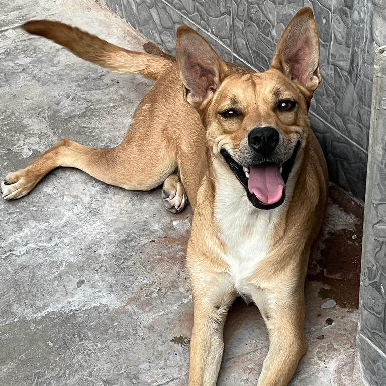 Chavo, Young Male Shepherd