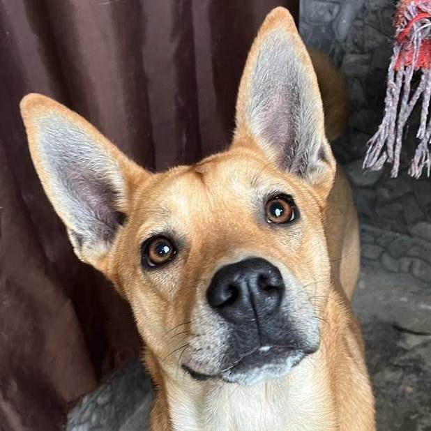 Enlarge Chavo, a Adoptable mixed breed in Nogales , AZ image 2/4