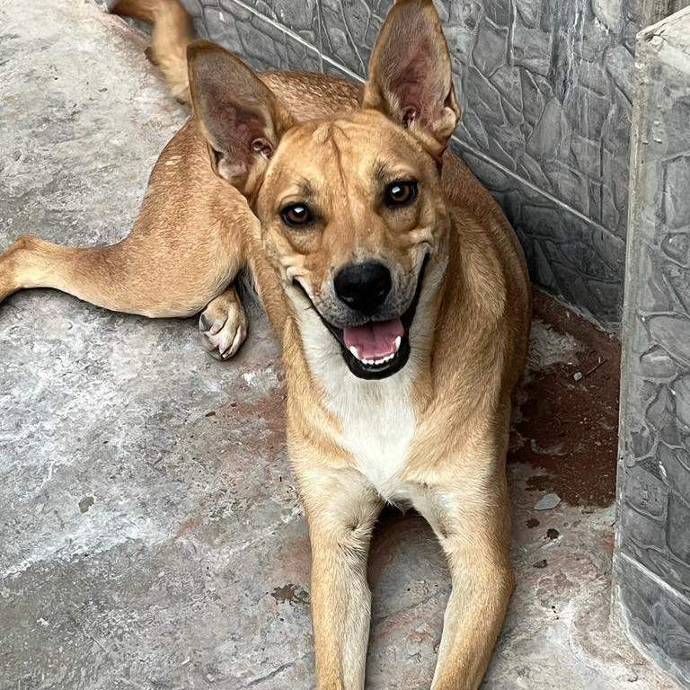Enlarge Chavo, a Adoptable mixed breed in Nogales , AZ image 3/4