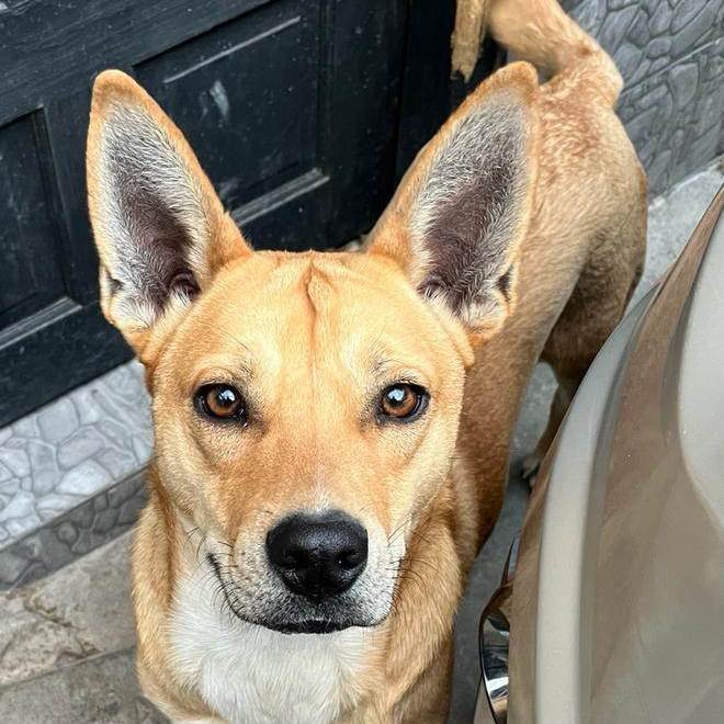 Enlarge Chavo, a Adoptable mixed breed in Nogales , AZ image 4/4