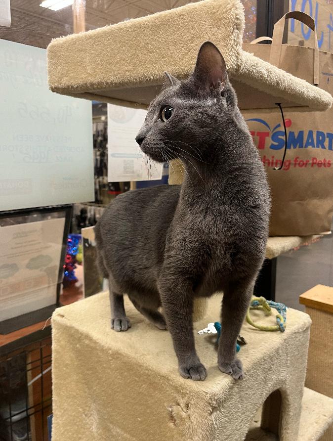 Enlarge Tommy, a Adoptable Domestic Short Hair in Marietta, GA image 1/5
