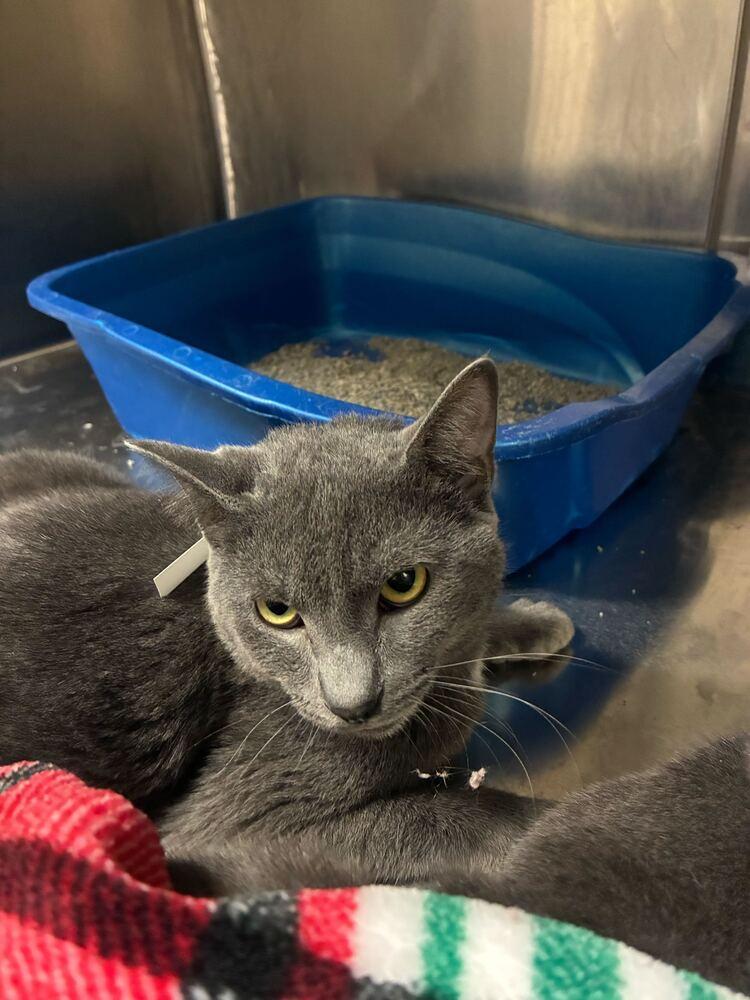 Tommy, Adoptable, Young Male Domestic Short Hair.