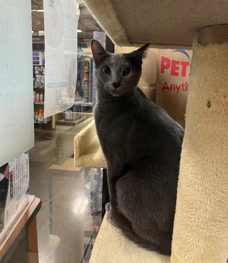 Enlarge Tommy, a Adoptable Domestic Short Hair in Marietta, GA image 3/5