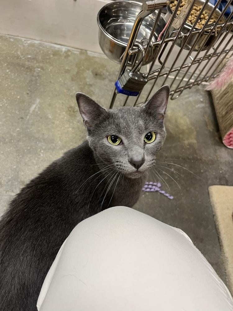 Enlarge Tommy, a Adoptable Domestic Short Hair in Marietta, GA image 4/5
