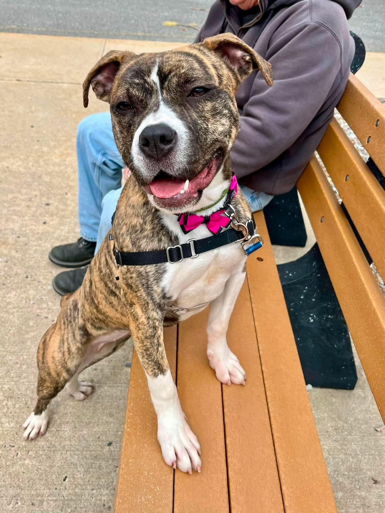 Betty, a ADOPTABLE mixed breed in Jackson , NJ image 4/5