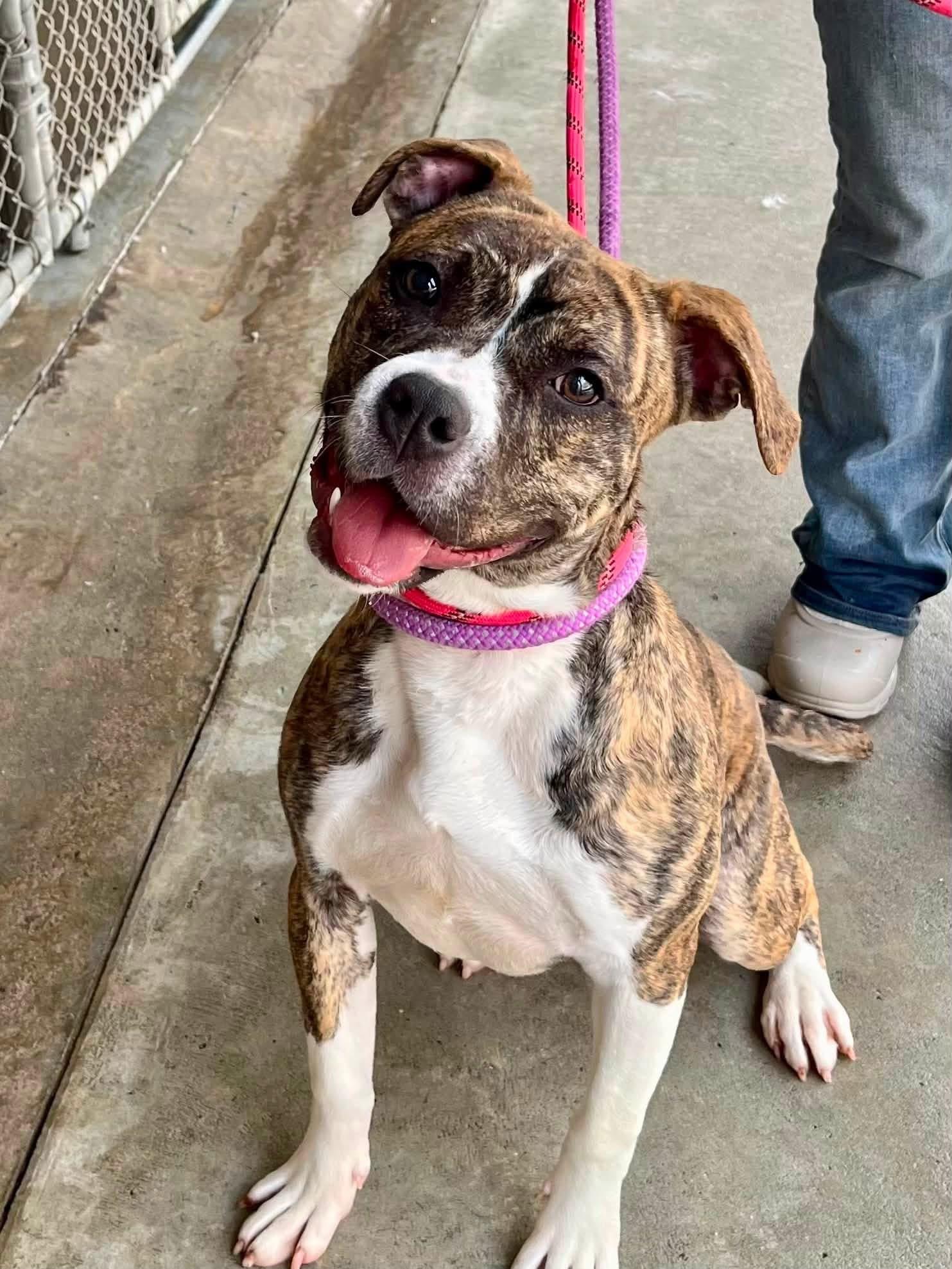 Betty, a ADOPTABLE mixed breed in Jackson , NJ image 2/5