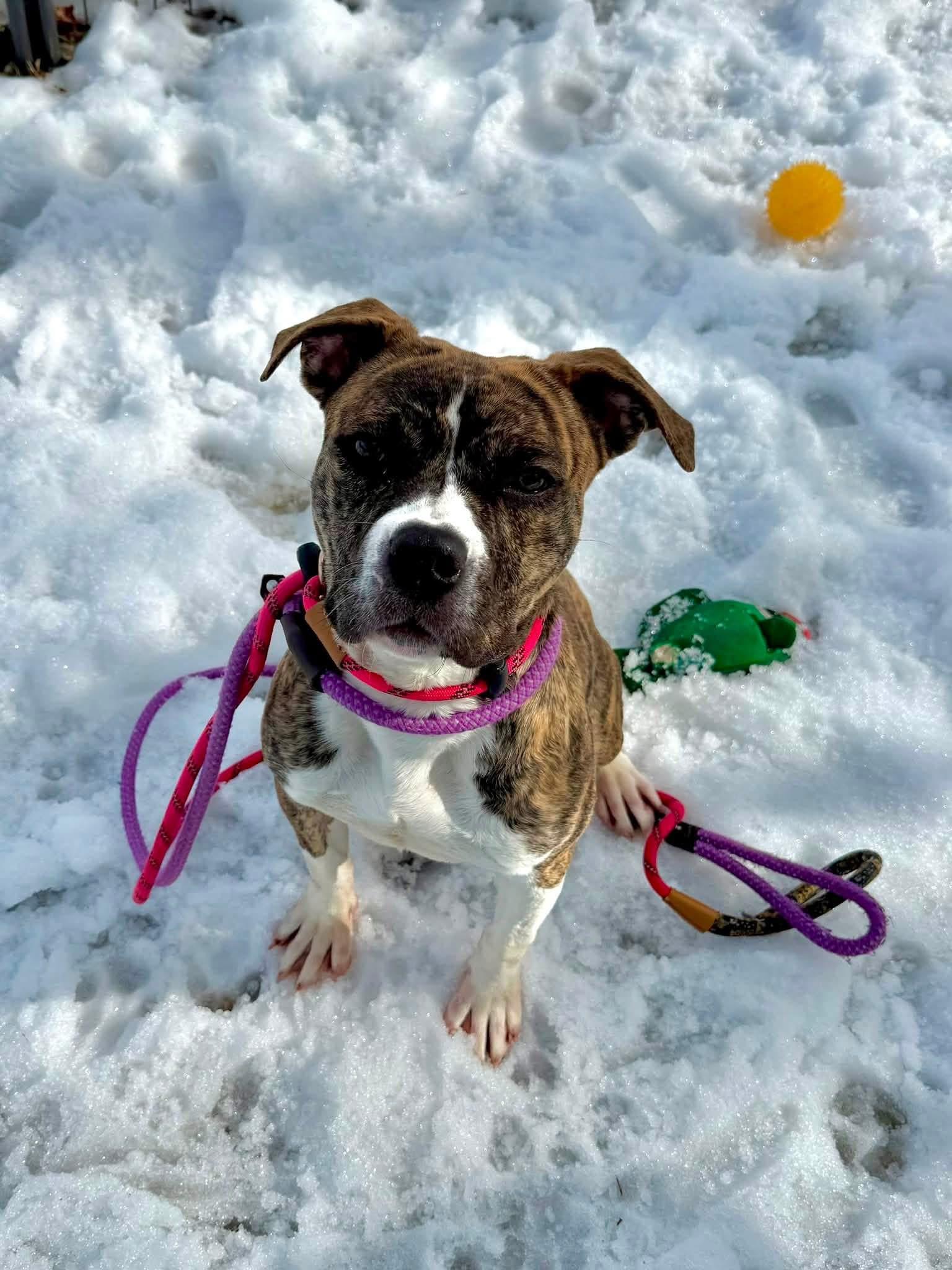 Betty, a ADOPTABLE mixed breed in Jackson , NJ image 3/5